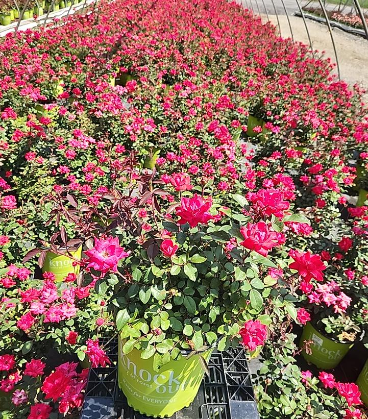 Rosa Knock Out® Double Knock Out®