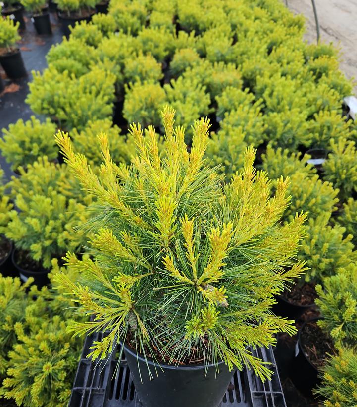 Pinus strobus Soft Touch