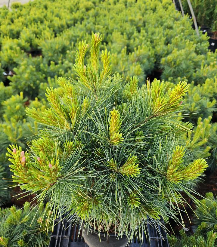 Pinus strobus Connecticut Slate