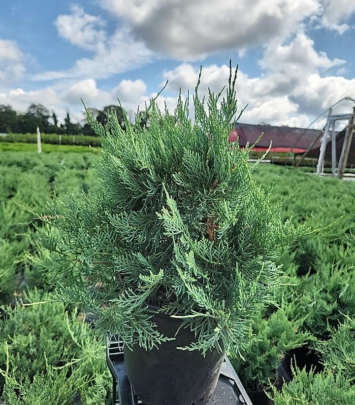 Juniperus virginiana 'Grey Owl'