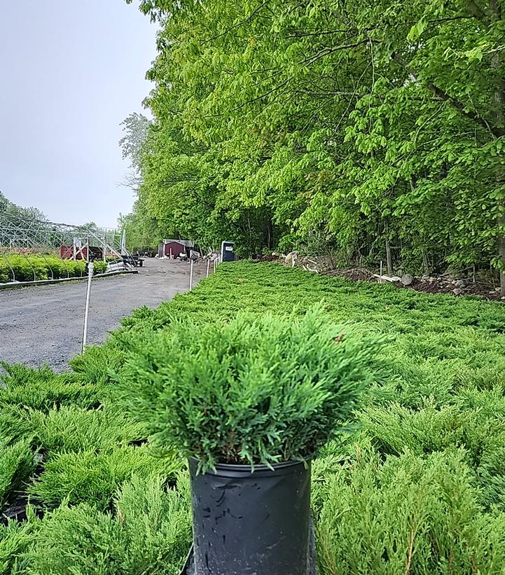 Juniperus hor. P.C. Youngstown