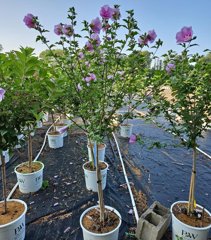 Hibiscus syriacus Lavender Chiffon®