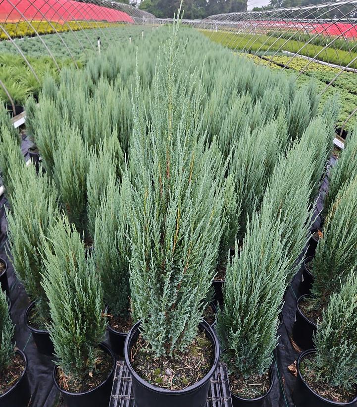 Juniperus Blue Arrow