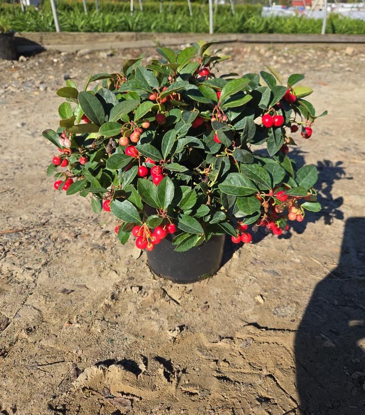 Gaultheria procumbens Cherry Berries™