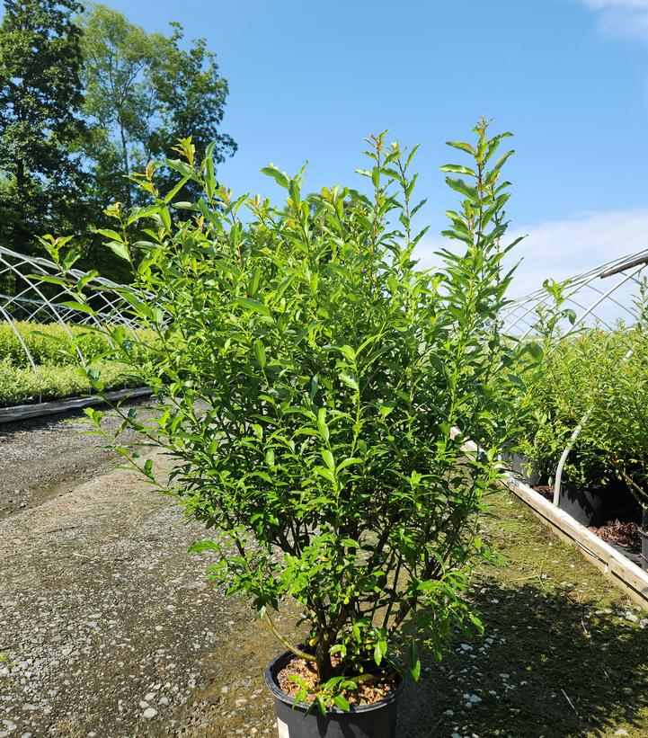 Salix gracilistyla 'Melanostachys'