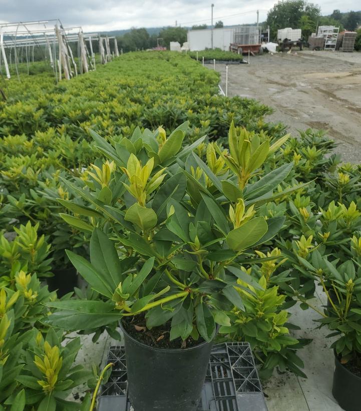 Rhododendron Polarnacht