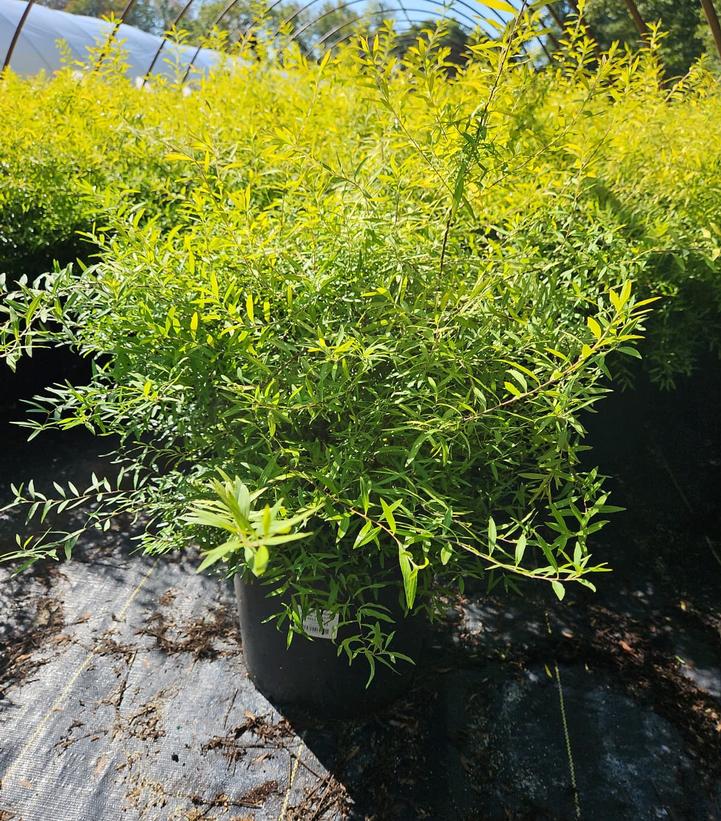 Spiraea thunbergii Mellow Yellow™