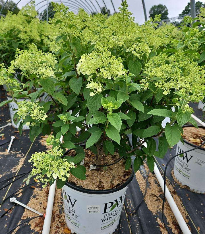 Hydrangea paniculata Bobo®