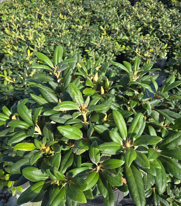 Rhododendron yak. Princess