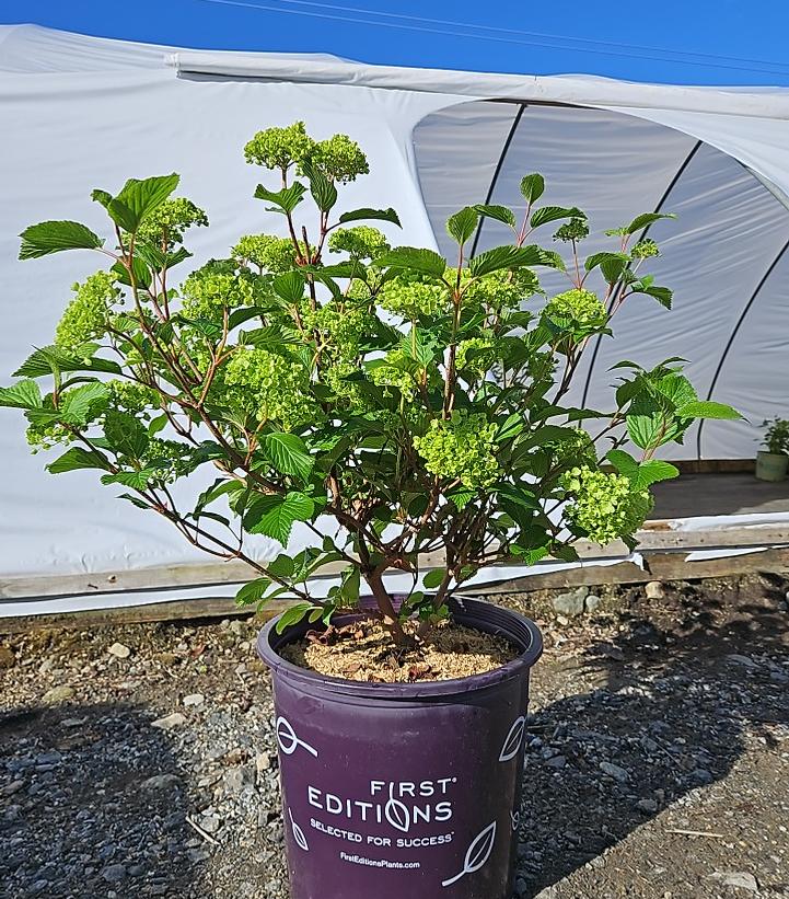 Viburnum plicatum Opening Day™