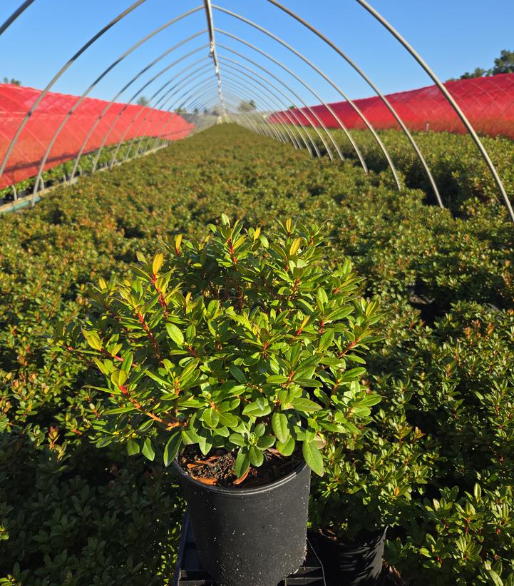 Rhododendron Towhead