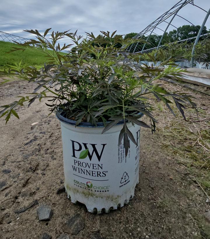 Sambucus nigra Black Lace®