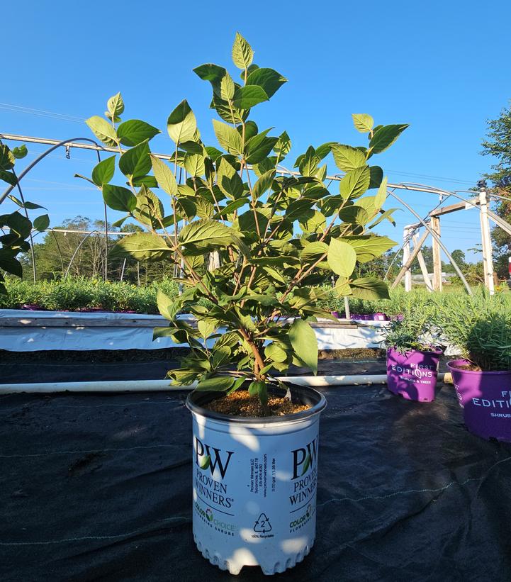 Viburnum carlesii Spice Baby™