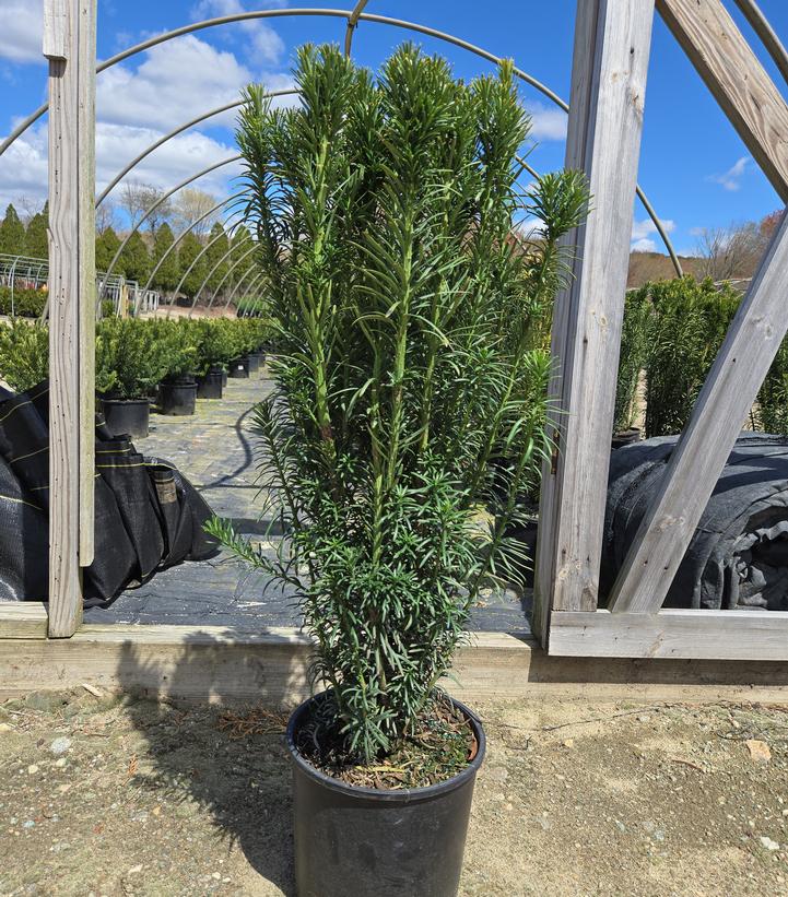 Cephalotaxus harringtonia 'Fastigiata'