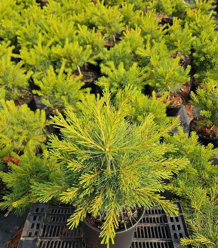 Pinus strobus Shaggy Dog