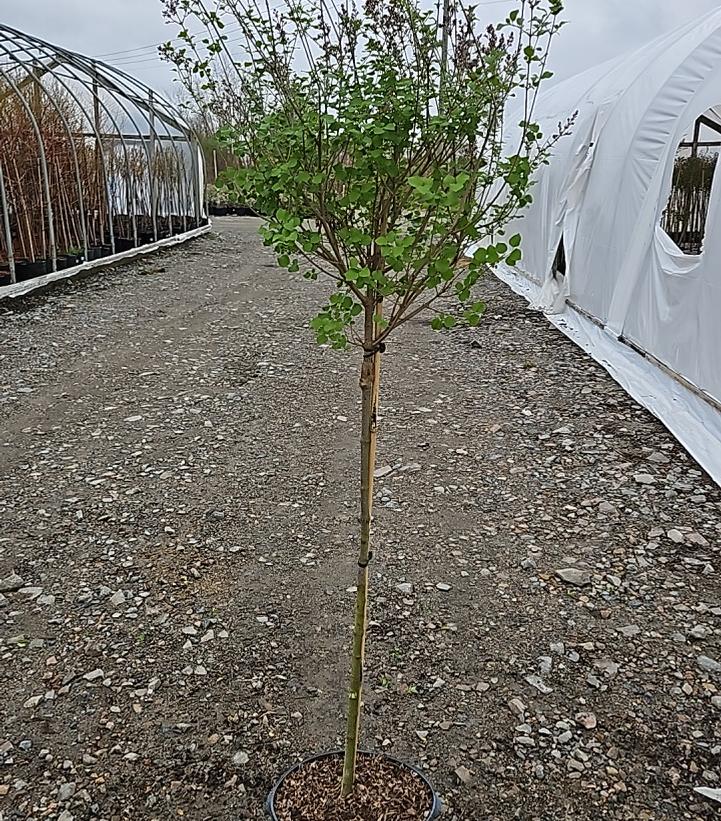 Syringa meyeri 'Palibin'