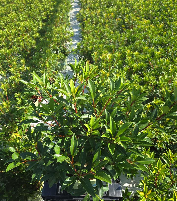 Kalmia latifolia Pink Charm