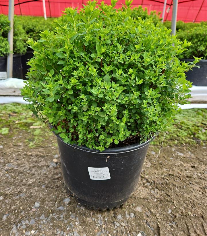 Spiraea japonica 'Little Princess'