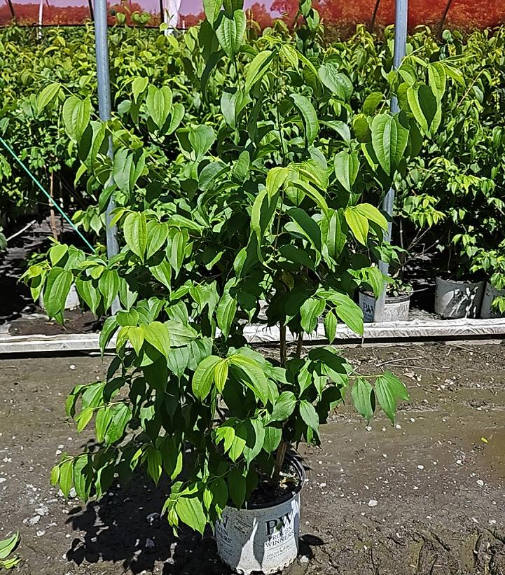 Heptacodium miconioides Temple of Bloom®