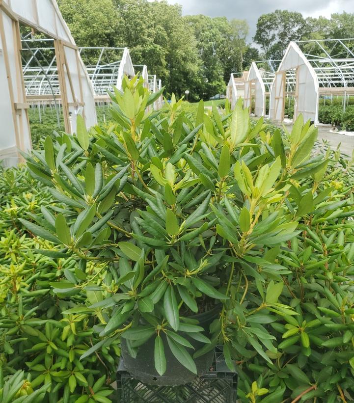Rhododendron cat. Roseum Elegans