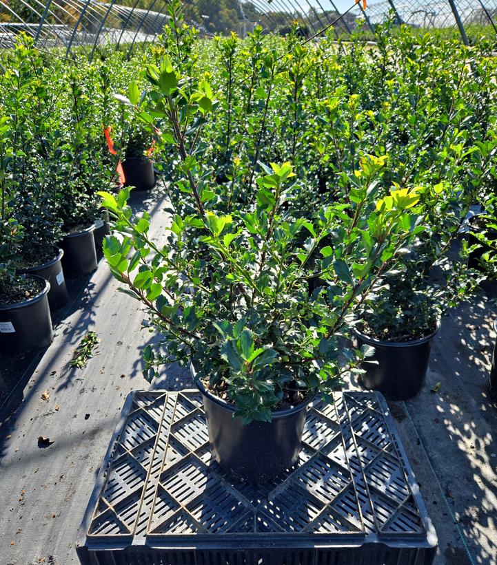 Ilex x meserveae 'Berryific'
