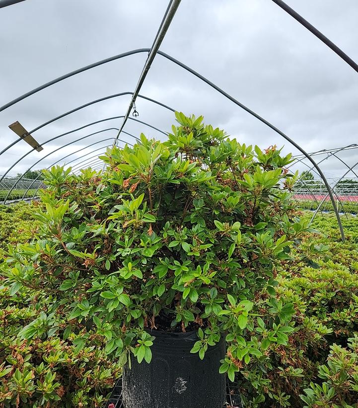 Azalea x 'Karen'
