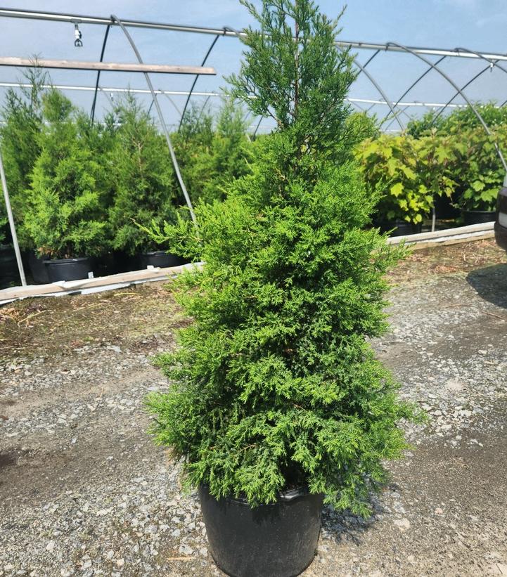 Cupressocyparis x. Leylandii