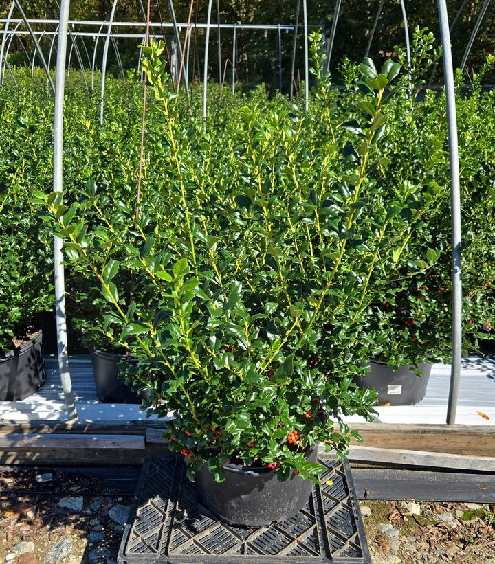 Ilex x meserveae China Girl®