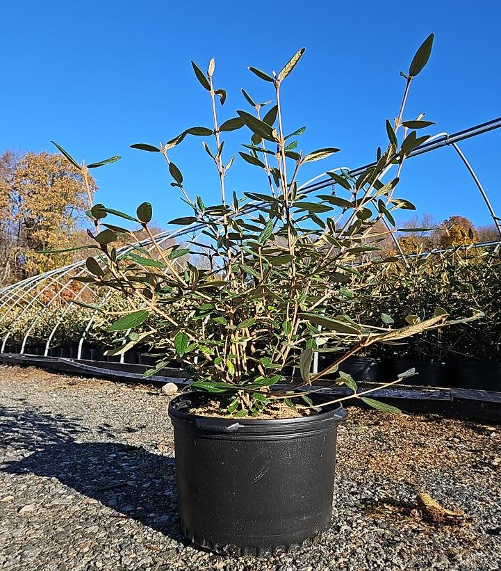 Viburnum x 'Pragense'