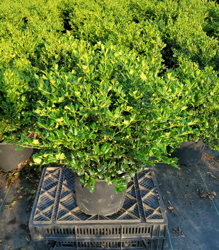 Ilex x meserveae China Girl®