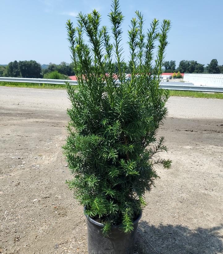 Taxus media Hicksii