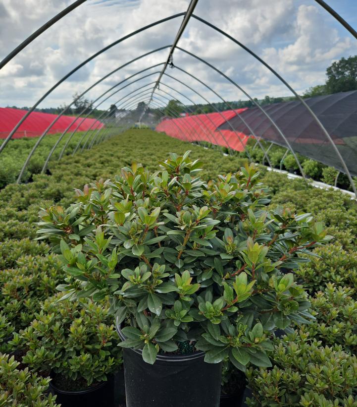 Rhododendron Towhead