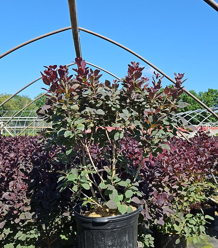 Cotinus coggygria Royal Purple
