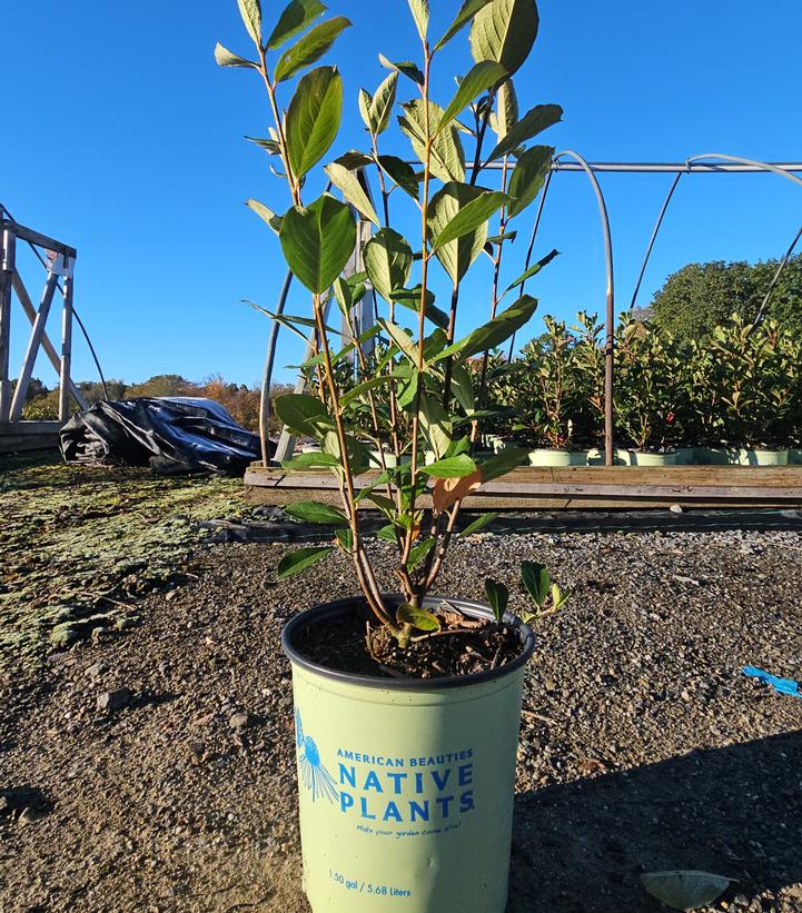 Aronia arbutifolia Brilliantissima