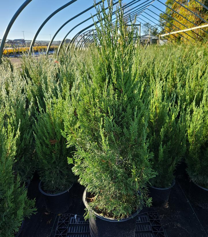 Juniperus chinensis 'Spartan'