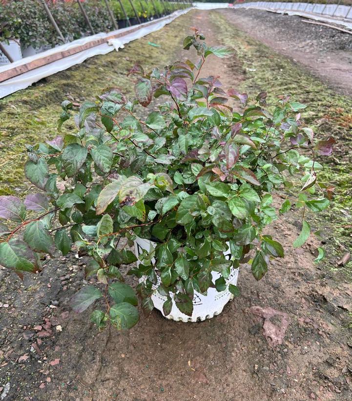 Spiraea media Double Play® Double Play® Blue Kazoo®