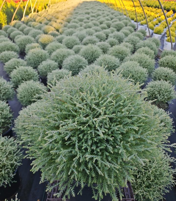 Thuja occidentalis Mr. Bowling Ball®