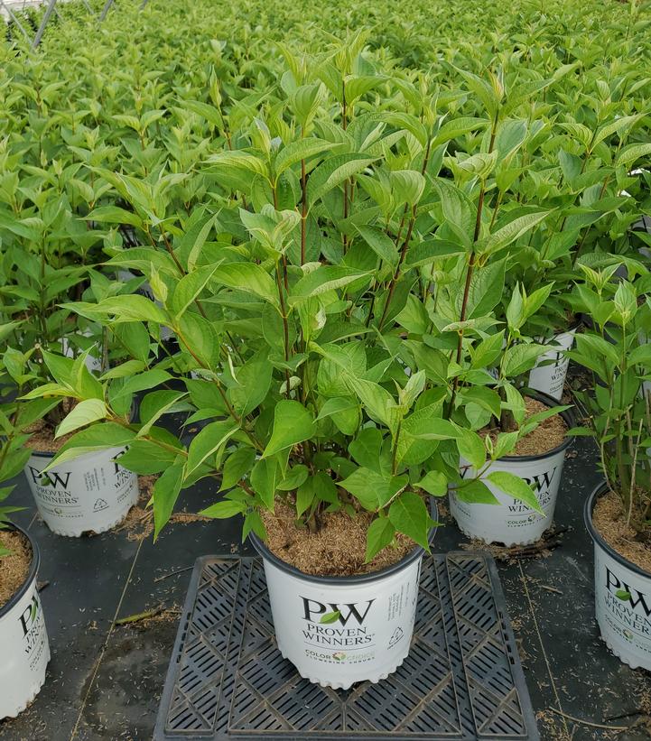 Cornus stolonifera Arctic Fire®