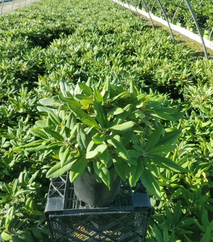 Rhododendron yak. Prince