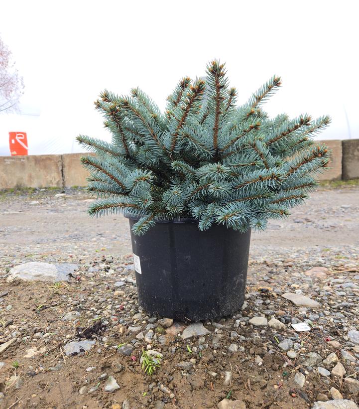 Picea pungens 'Glauca Globosa'