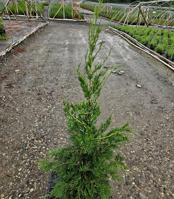 Juniperus c. Hetzii columnaris