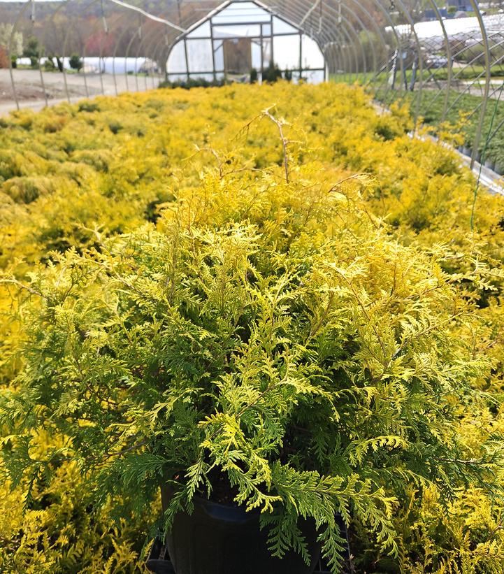 Chamaecyparis pisifera 'Vintage Gold'