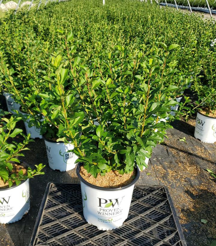 Forsythia x Show Off®