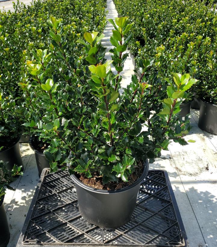 Ilex x meserveae 'Blue Prince'