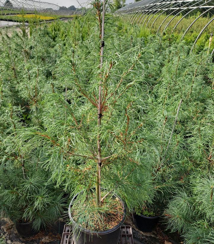 Pinus strobus Torulosa