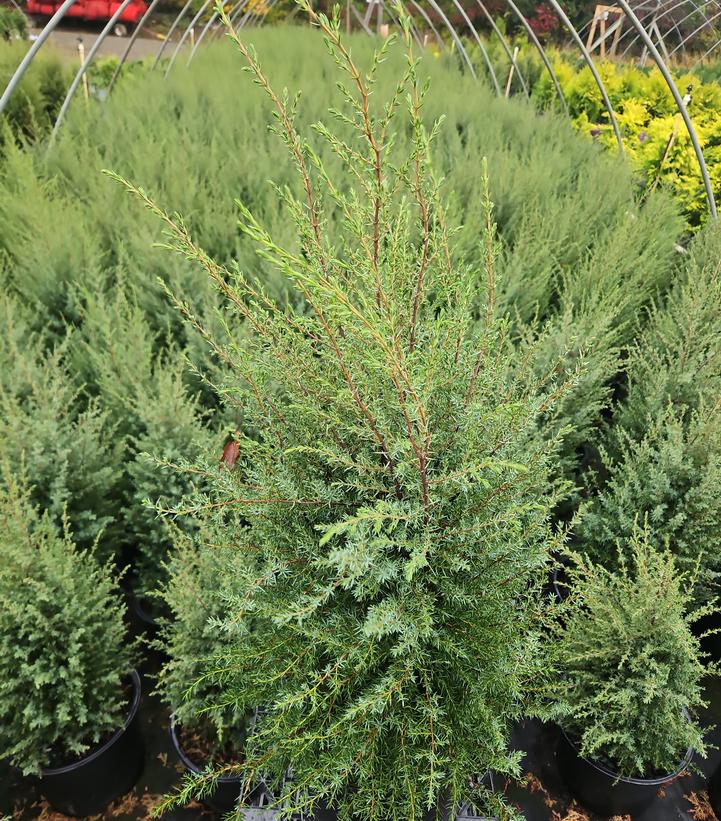 Juniperus communis Gnom