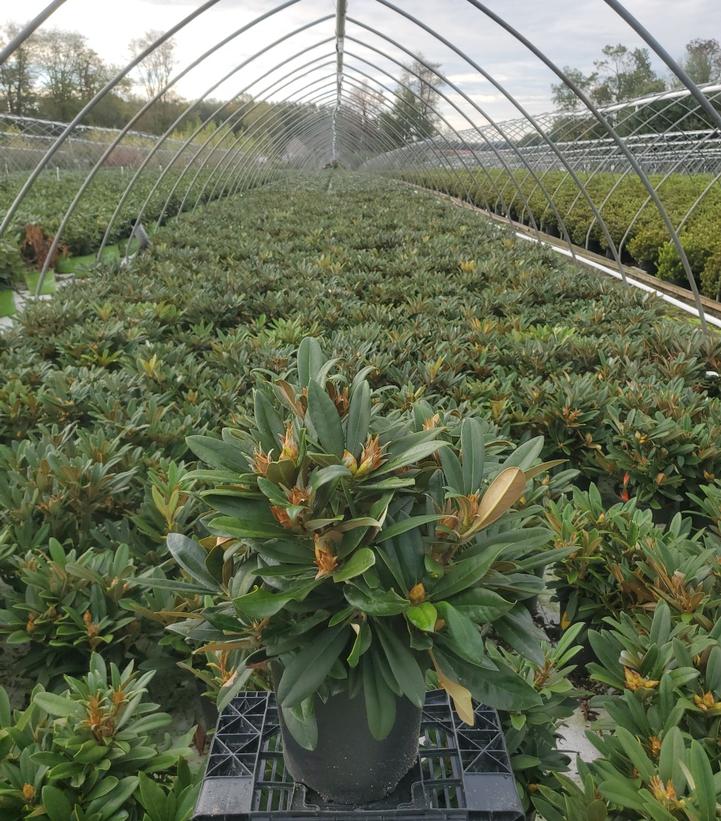 Rhododendron Mardi Gras