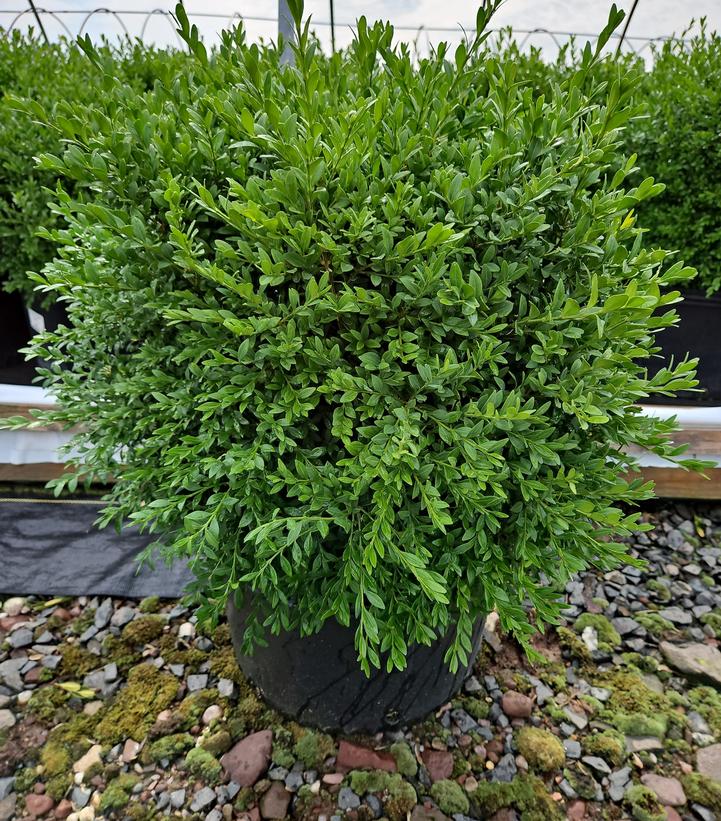 Buxus microphylla var. japonica 'Green Gem'