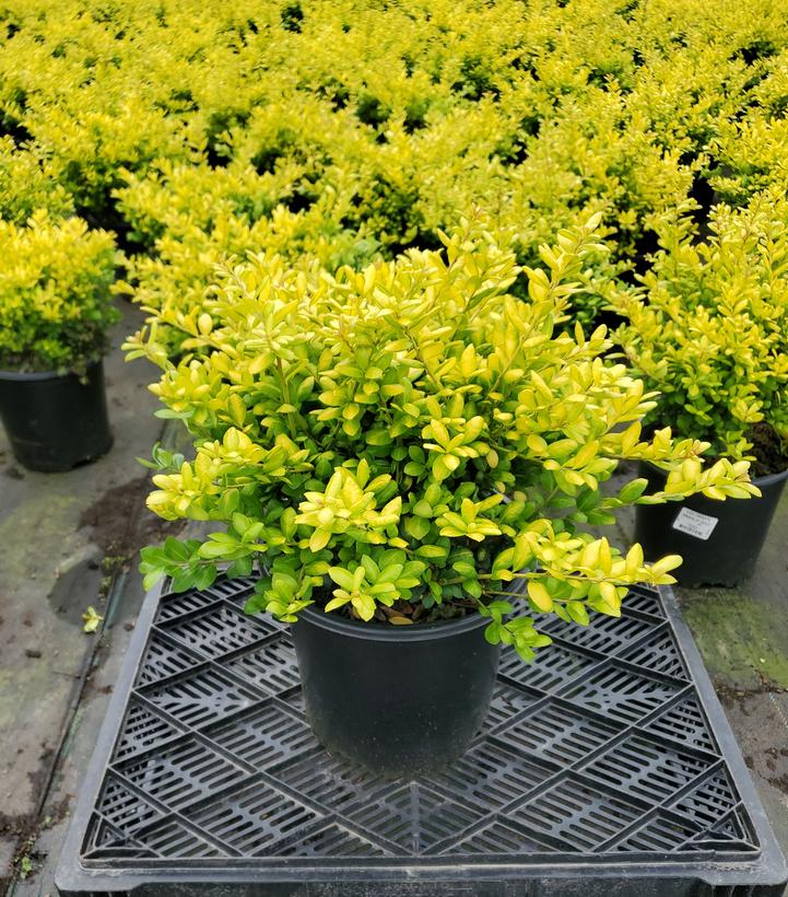 Ilex crenata 'Drops of Gold'