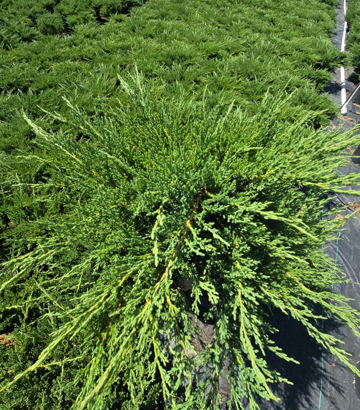 Juniperus chin. Sargentii Viridis